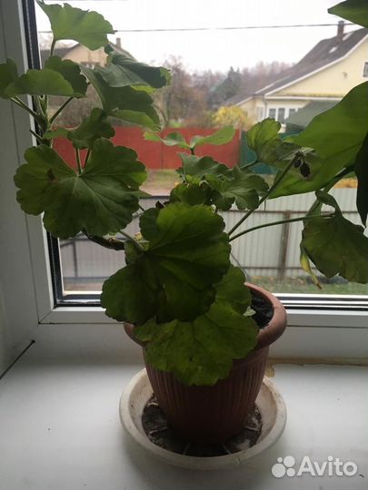 Комнатные цветы герань