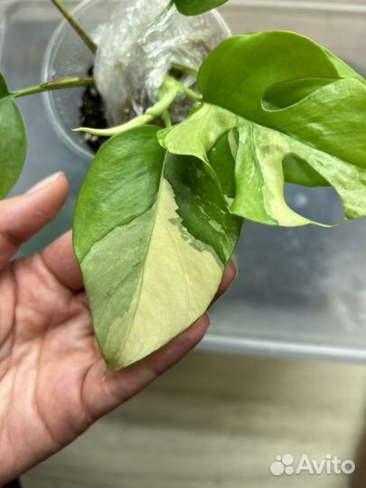 Рафидофора тетрасперма вариегатная