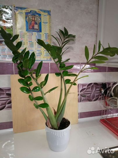 Замиокулькас, драцена, калатея