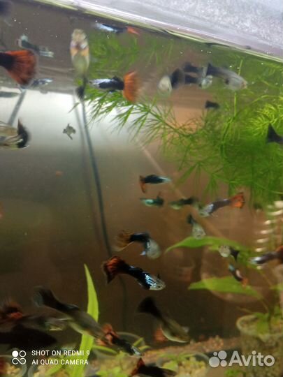 Аулофорус, гуппи