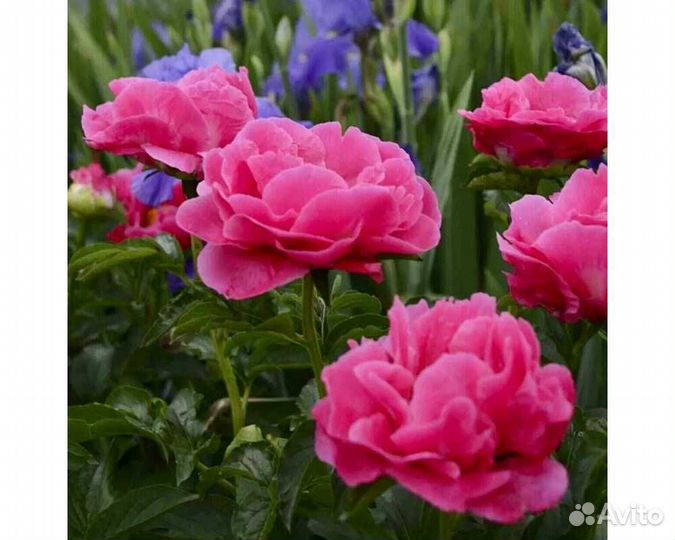 Пион гибридный Paula Fay