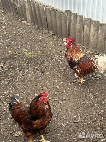Куры петухи