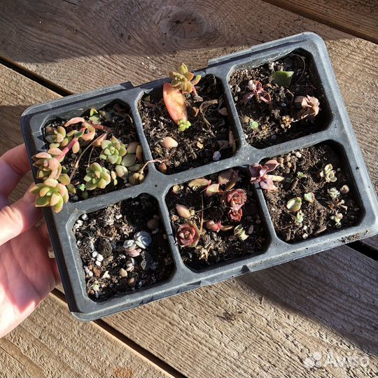 Суккуленты