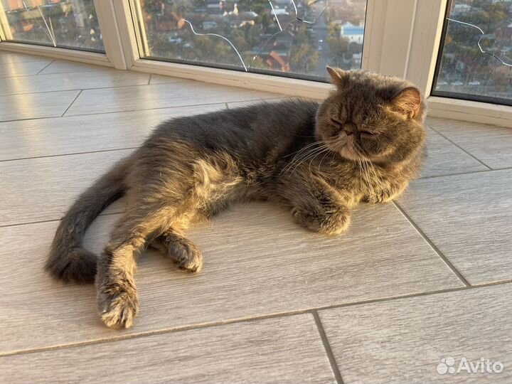 Экзотический кот