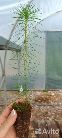 Саженцы ели зкс от производителя