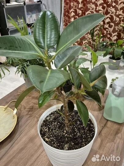 Фикус каучуконосный