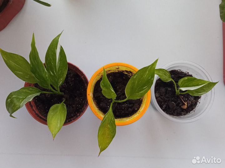 Спатифиллум домино