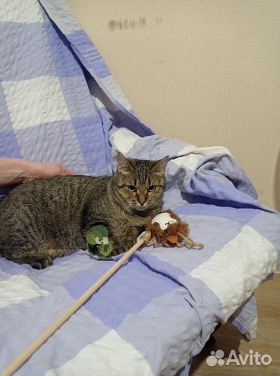 Кошки