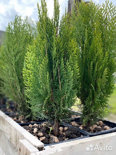 Туя восточная книжка