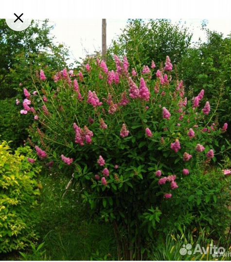 Спирея иволистная розовая