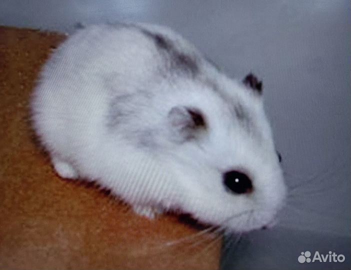 Джунгарский хомяк