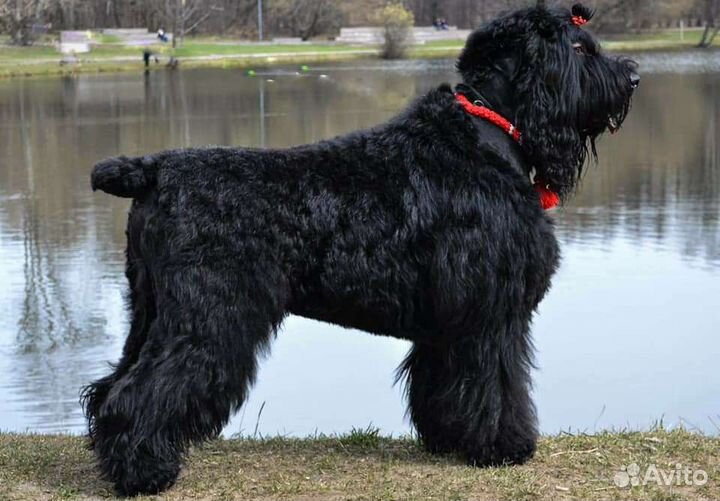 Кобель для вязок