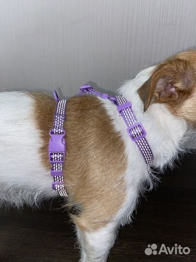 Анатомическая шлейка для собаки