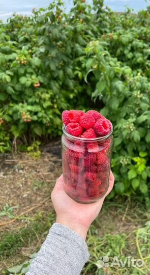 Саженцы малины полька