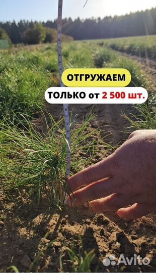 Саженцы сосны окс