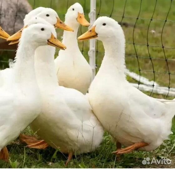 Утки и утятаЧерри Велли