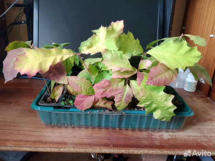 Остролистный дуб сеянцы, закрытая корневая система