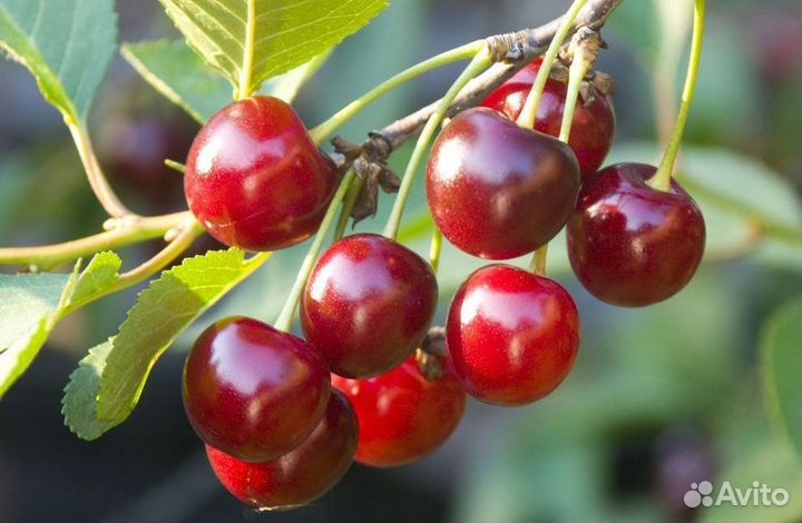 Саженцы Вишни из питомника