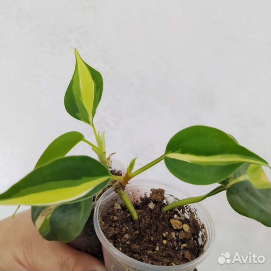 Эпипремниумы