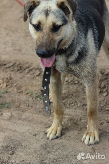 Метис восточноевропейской овчарки