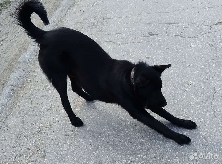 Собака в добрые руки