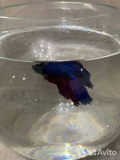 Аквариум с рыбкой