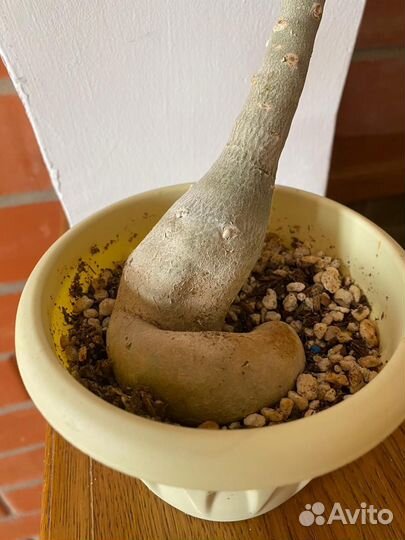 В наличии адениумы сортовые