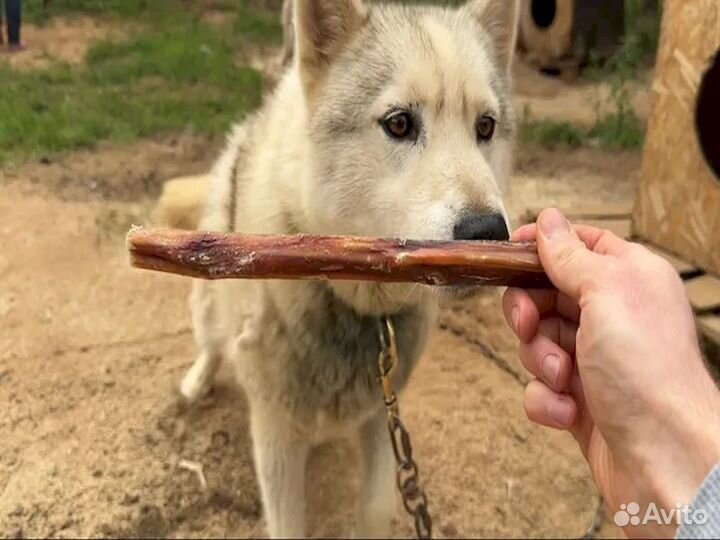 Собачье лакомство. Фермерское