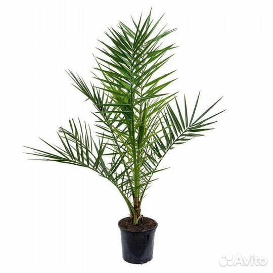 Финиковая пальма