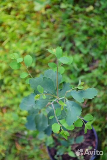 Спирея Вангутта