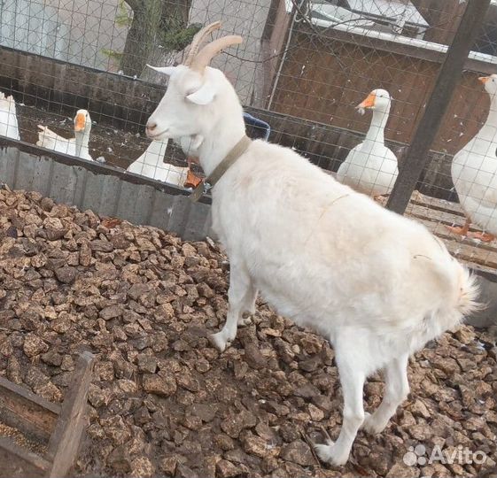 Коза дойная