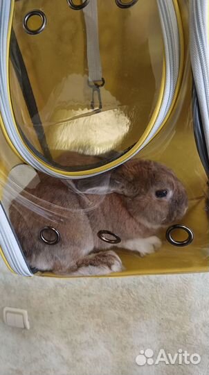 Переноска рюкзак для кошек кроликов