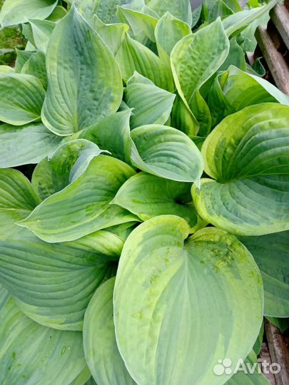 Многолетние растения