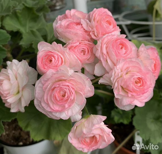 Сортовые пеларгонии