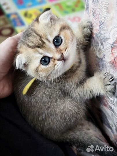 Шотландские котята