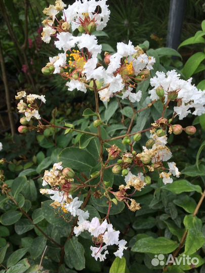 Лагерстремия, или Индийская сирень