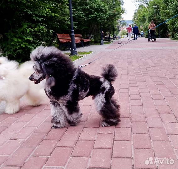 Пудель, мраморного окраса