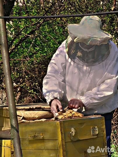 Продаю пчелосемьи