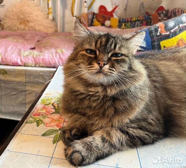 Кошка ищет дом