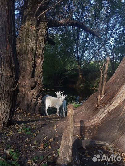 Молодые козочки