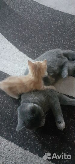 Рыжий котенок