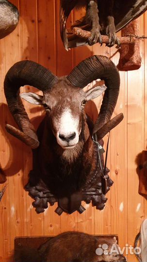 Коллекция чучел