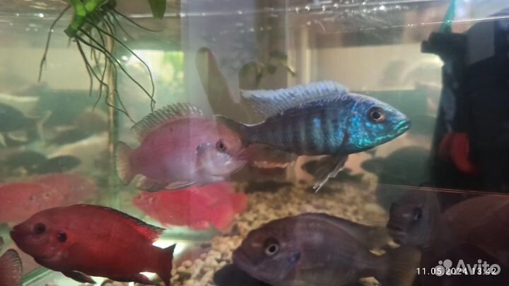 Рыба Цихлиды