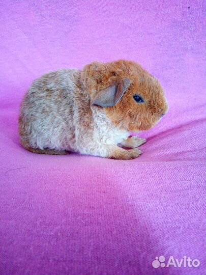 Морские свинки американский тедди девочки