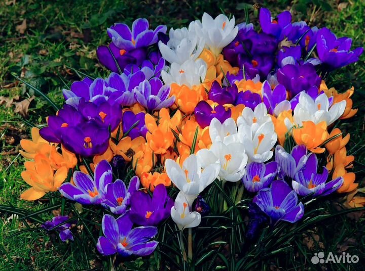 Цветы уличные