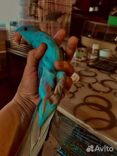 Кольчатые попугаи