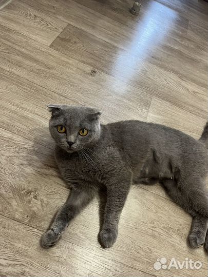 Вислоухая кошка бесплатно