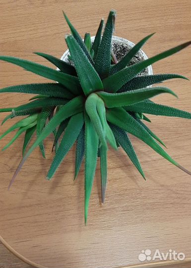 Кактусы и суккуленты