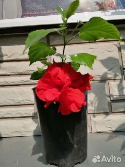 Гибискус китайская роза