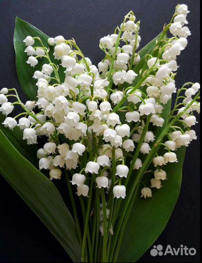 Ландыш, корневища 3 шт